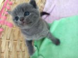 Yavru Di̇şi̇ Bri̇ti̇sh Shorthai̇r Kedi̇