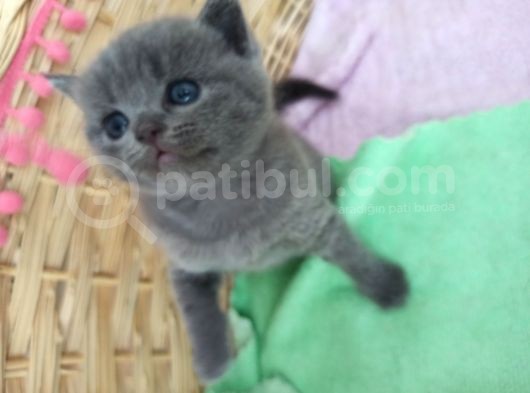 Yavru Di̇şi̇ Bri̇ti̇sh Shorthai̇r Kedi̇ görsel