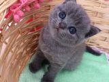 Yavru Di̇şi̇ Bri̇ti̇sh Shorthai̇r Kedi̇