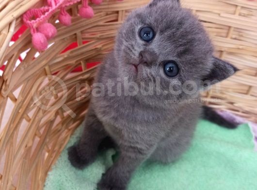 Yavru Di̇şi̇ Bri̇ti̇sh Shorthai̇r Kedi̇ görsel