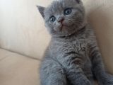 Yavru Di̇şi̇ Bri̇ti̇sh Shorthai̇r Kedi̇