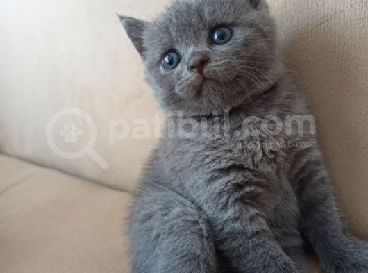 Yavru Di̇şi̇ Bri̇ti̇sh Shorthai̇r Kedi̇ görsel