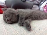 Yavru Di̇şi̇ Bri̇ti̇sh Shorthai̇r Kedi̇