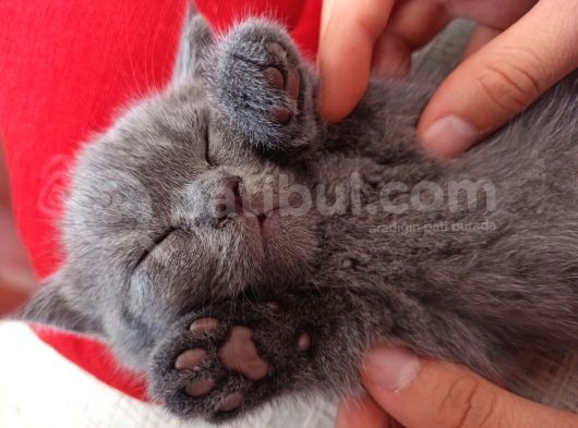 Yavru Di̇şi̇ Bri̇ti̇sh Shorthai̇r Kedi̇