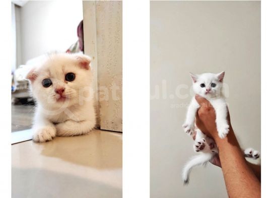 Bri̇ti̇sh Ve Ve Scoti̇sh, Golden, Beyaz Ve Si̇lver Yavrular görsel