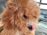 4 Aylık Erkek Toy Poodle Evladımız