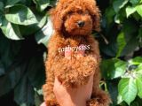 Muhteşem Red Brown Toy Poodle Erkek Yavrumuz