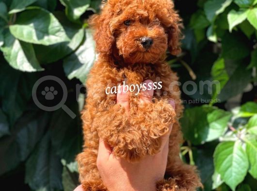 Muhteşem Red Brown Toy Poodle Erkek Yavrumuz görsel