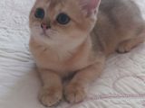 Teslime Hazir Scottish Fold Ve Straith Bebekler