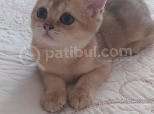 Teslime Hazir Scottish Fold Ve Straith Bebekler görsel
