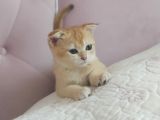 Teslime Hazir Scottish Fold Ve Straith Bebekler