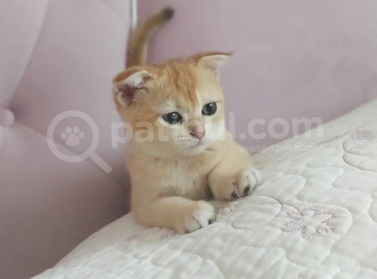 Teslime Hazir Scottish Fold Ve Straith Bebekler görsel