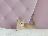 Teslime Hazir Scottish Fold Ve Straith Bebekler