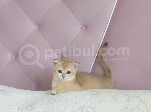 Teslime Hazir Scottish Fold Ve Straith Bebekler görsel