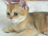Teslime Hazir Scottish Fold Ve Straith Bebekler