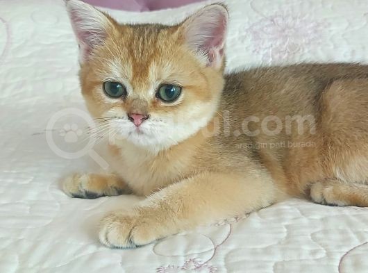 Teslime Hazir Scottish Fold Ve Straith Bebekler