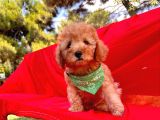 Safkan Toy Poodle Yavrularimiz