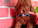Safkan Toy Poodle Yavrularimiz