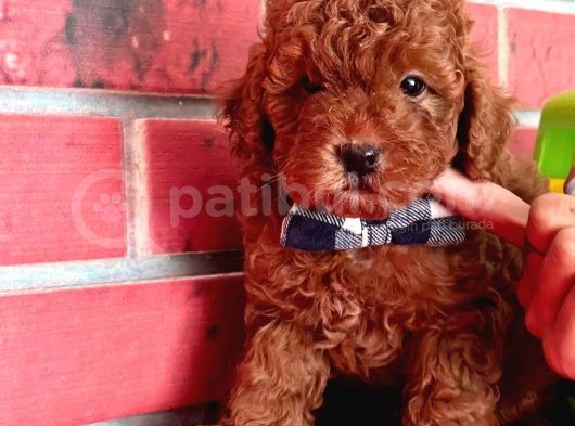 Safkan Toy Poodle Yavrularimiz görsel