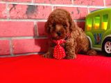 Safkan Toy Poodle Yavrularimiz