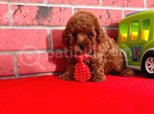 Safkan Toy Poodle Yavrularimiz