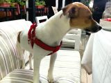 İzmirde 3.5 Aylık Erkek, Anne Baba Jack Russell, Aşılar Tamam