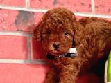 Red Brown Toy Poodle Yavrular