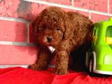 Red Brown Toy Poodle Yavrular