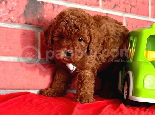 Red Brown Toy Poodle Yavrular görsel