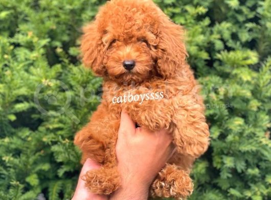 Muhteşem Red Toy Poodle Erkek Yavrumuz görsel