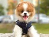 Party Color Nadir Renk Pomeranian