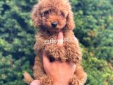Safkan Red Toy Poodle Erkek Yavrumuz