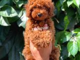 Muhteşem Red Brown Toy Poodle Erkek Yavrumuz