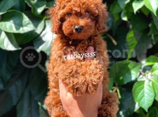 Muhteşem Red Brown Toy Poodle Erkek Yavrumuz görsel