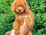 Muhteşem Red Toy Poodle Erkek Yavrumuz