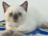 Çikolata Point British Shorthair Erkek Yavrumuz