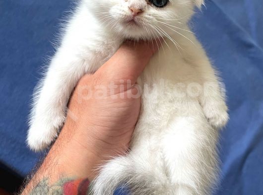 Silver Shaded Scottish Fold Erkek Yavru