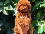 Muhteşem Red Brown Toy Poodle Erkek Yavrumuz