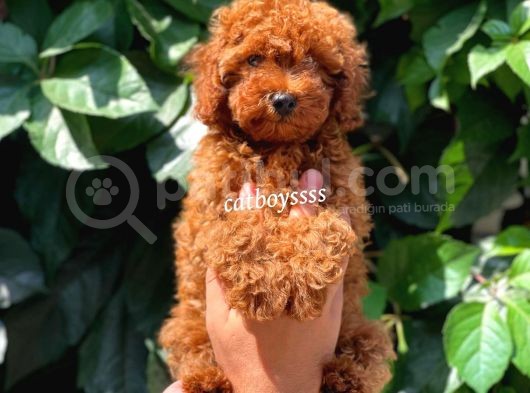 Muhteşem Red Brown Toy Poodle Erkek Yavrumuz görsel