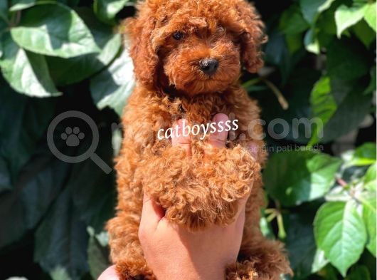 Muhteşem Red Brown Toy Poodle Erkek Yavrumuz
