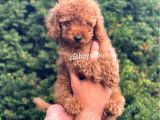 Safkan Red Toy Poodle Erkek Yavrumuz