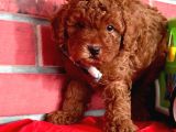 Red Brown Toy Poodle Yavrular