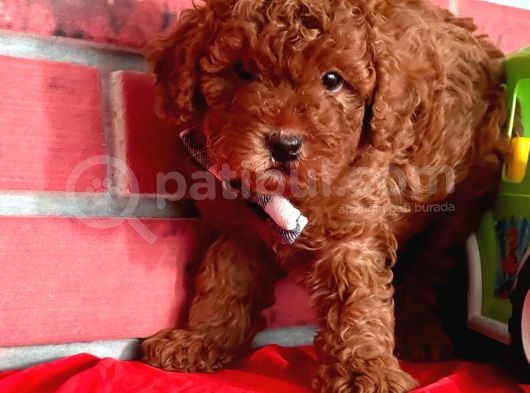 Red Brown Toy Poodle Yavrular görsel