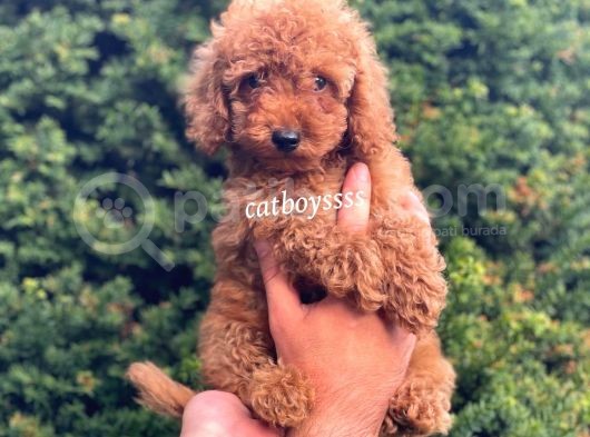 Safkan Red Toy Poodle Erkek Yavrumuz