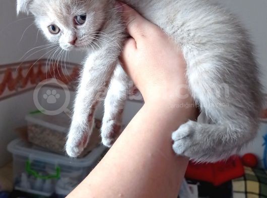 Pastel Kürklü Tabby Yavrular görsel