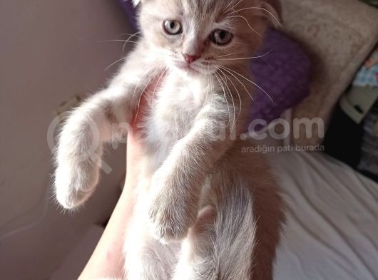 Pastel Kürklü Tabby Yavrular görsel