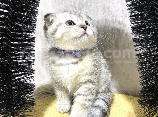 Süper Kalite Silver Tabby Scottish Fold Yavrumuz Pallino görsel