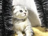 Süper Kalite Silver Tabby Scottish Fold Yavrumuz Pallino