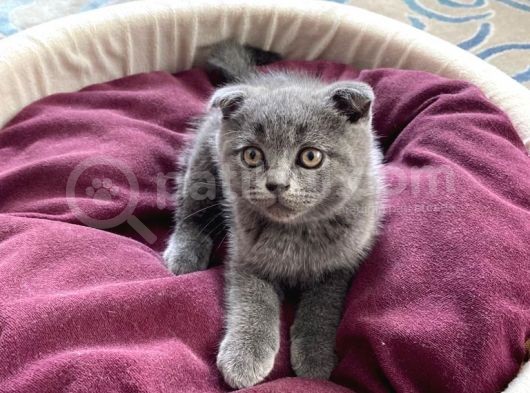 Oyuncu Scottish Fold Kedimiz Yeni Ailesini Arıyor görsel