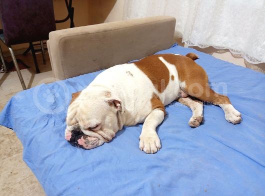 Yeti̇şki̇n Erkek İngi̇li̇z Bulldog görsel